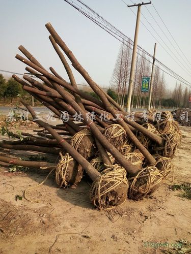 香樟 蘇州園林綠化的靈魂之樹